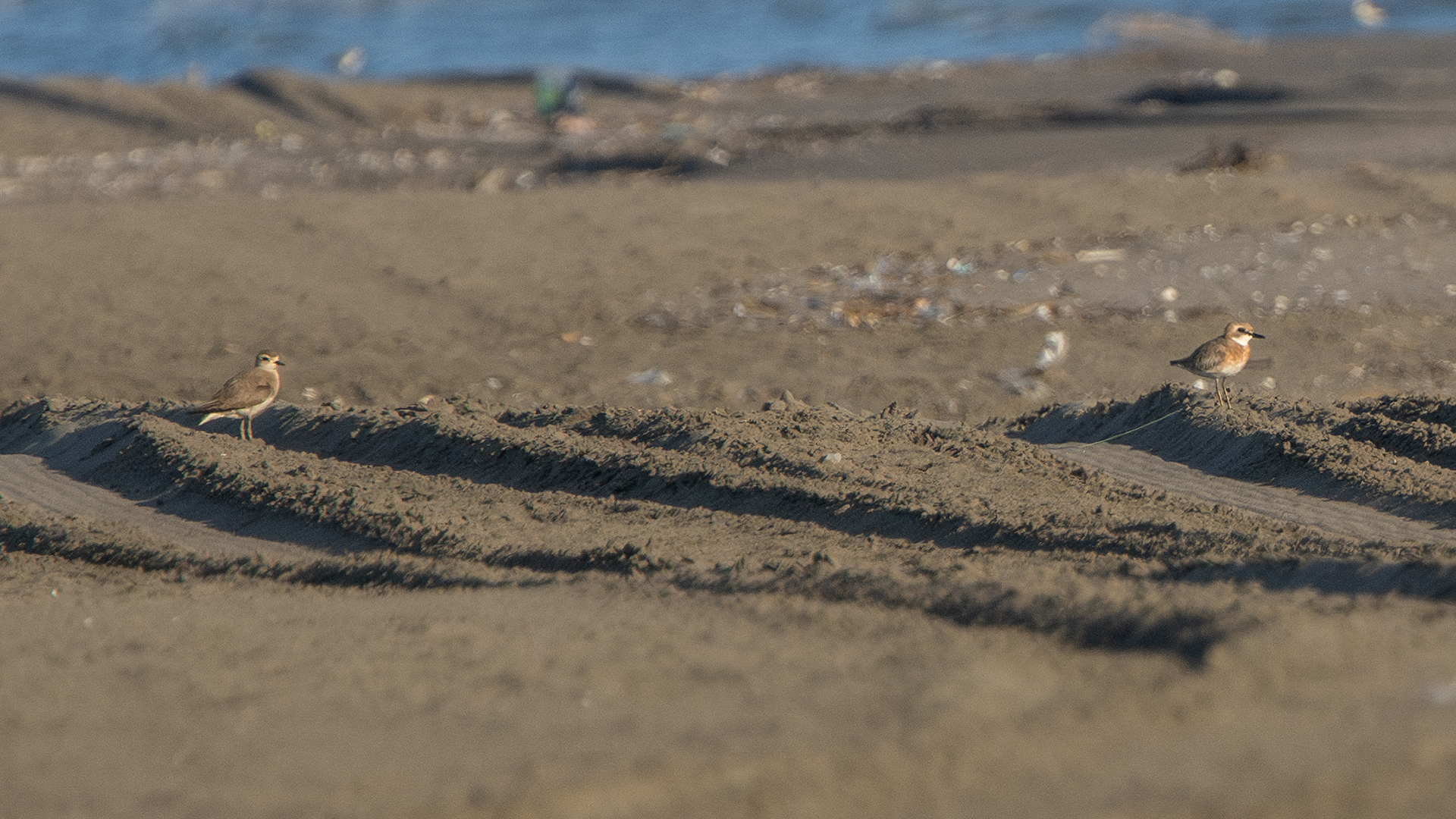 Caspian Plover
